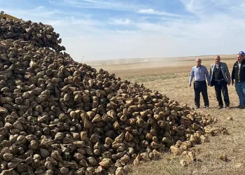 Kulu’da pancar hasadı başladı