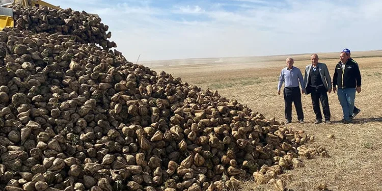 Kulu’da pancar hasadı başladı