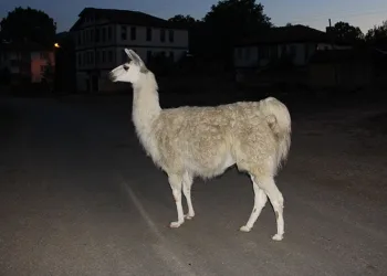 İlçenin maskotu, yangın sonucu telef oldu
