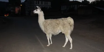 İlçenin maskotu, yangın sonucu telef oldu