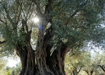 Yaşıyla kuraklığa meydan okudu