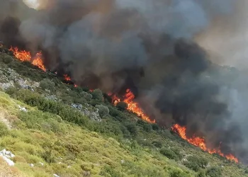 Muğla’da orman yangını