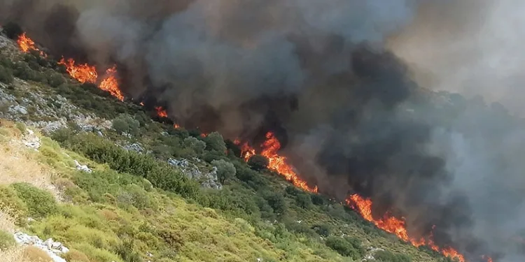 Muğla’da orman yangını