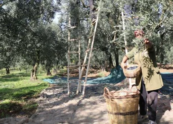 Marmarabirlik ürün alım fiyatlarını açıkladı