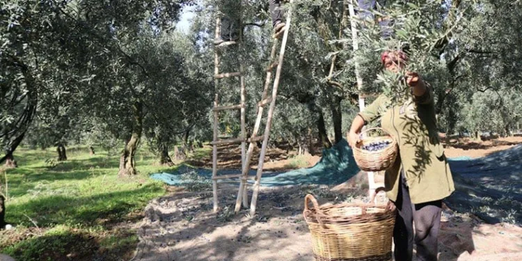 Marmarabirlik ürün alım fiyatlarını açıkladı