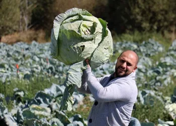 Dev lahanaların hasadı başladı