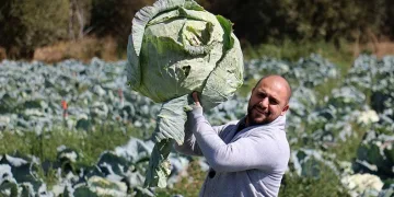 Dev lahanaların hasadı başladı