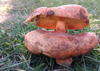 Çift başlı melki mantarı bulundu