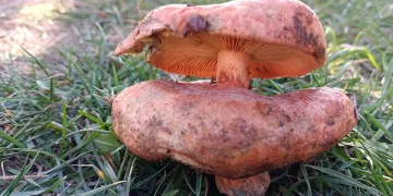 Çift başlı melki mantarı bulundu