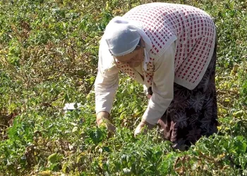 Tarlasında kalan mahsulleri bedavadan dağıttı