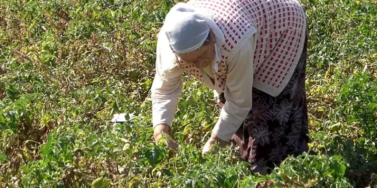 Tarlasında kalan mahsulleri bedavadan dağıttı
