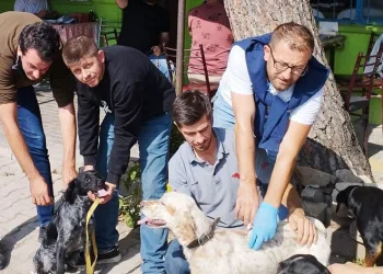 Bursa’da 100 av köpeği çiplendi