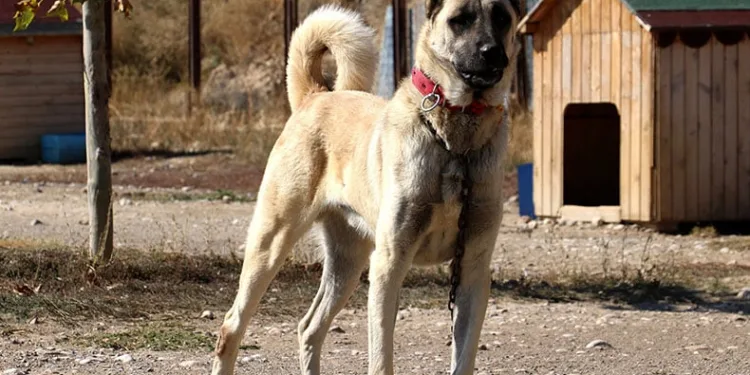 Kürkü kışın nasıl geçeceğini gösteriyor