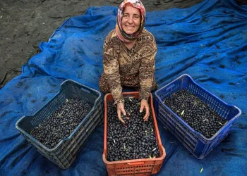 Zeytin hasadı için geri sayım başladı