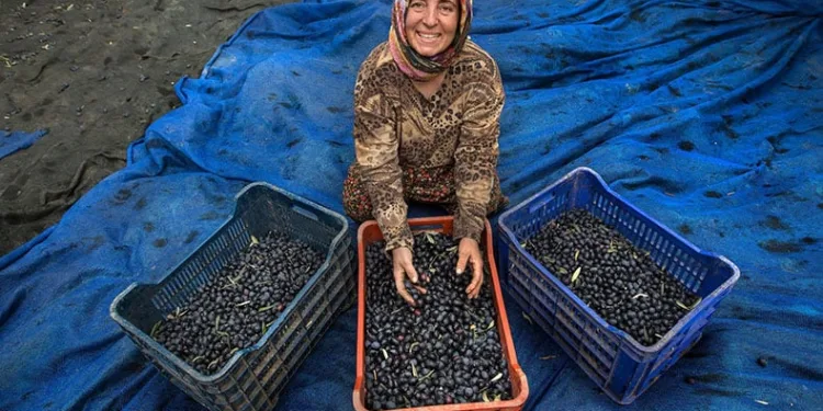 Zeytin hasadı için geri sayım başladı