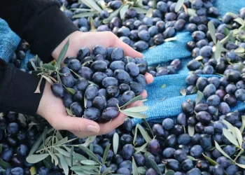 Marmarabirlik ürün alım fiyatlarını güncelledi