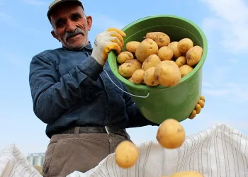 Patates üretiminde rekora koşuyor