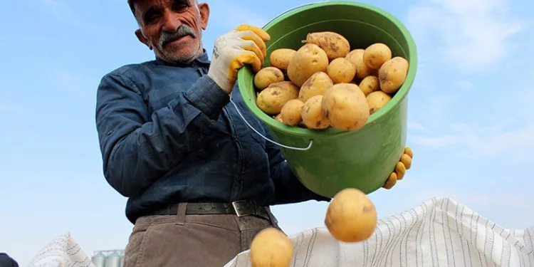 Patates üretiminde rekora koşuyor