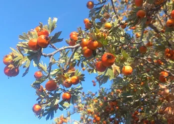 Şifa deposu alıça rağbet arttı