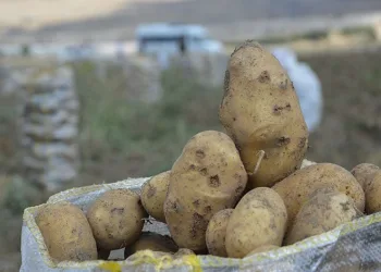 Yaylada patates hasadı sona erdi