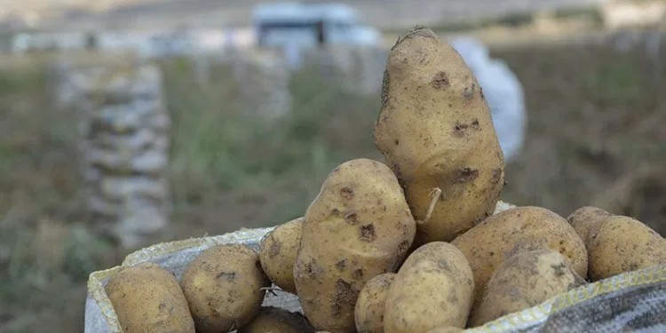 Yaylada patates hasadı sona erdi