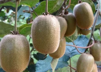 Ordu kivisinin fiyatı belirlendi