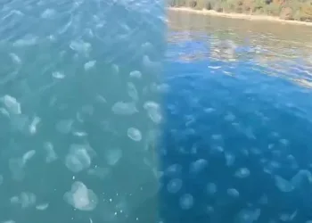 Marmara’nın güney kıyılarını denizanası istila etti