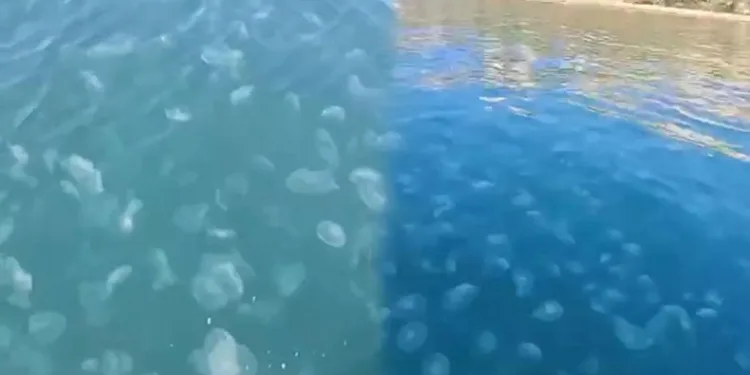 Marmara’nın güney kıyılarını denizanası istila etti