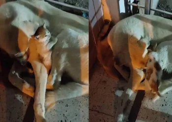 Yavru kedinin ‘tehlikeli’ sıcak yer arayışı