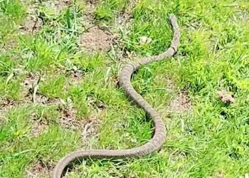 Üzerinden araç geçti, tedavi edildikten sonra doğal ortamına bırakıldı
