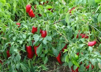 Salçalık biberde düşüş