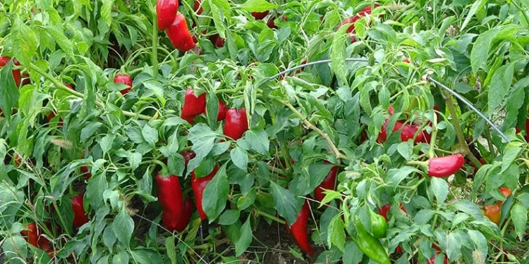 Salçalık biberde düşüş