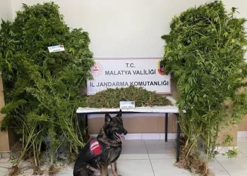 Jandarmadan uyuşturucu operasyonu