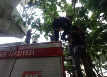 Kediyi kurtarmak isterken ağaçta mahsur kaldı
