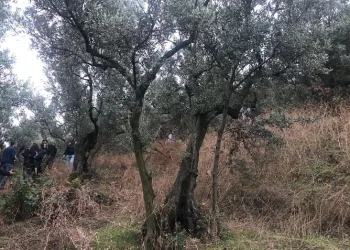 Bursa’da zeytinlikte kadın cesedi bulundu