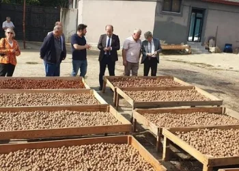 Tekirdağ’da ceviz hasadı devam ediyor
