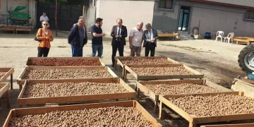 Tekirdağ’da ceviz hasadı devam ediyor