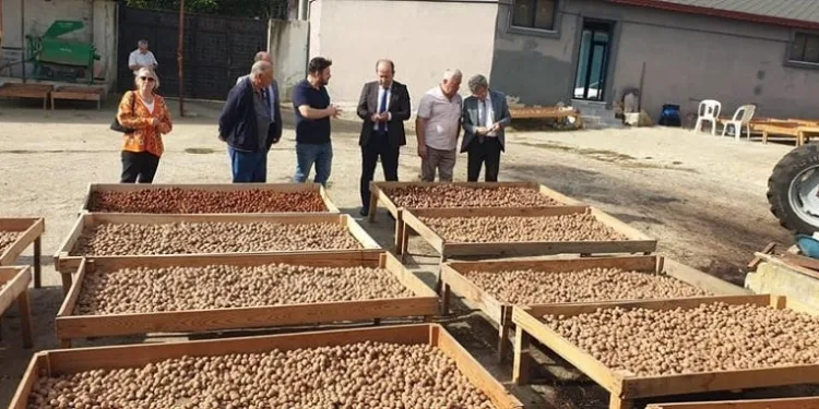 Tekirdağ’da ceviz hasadı devam ediyor
