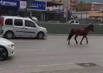 Bursa’da anayola çıkan at tehlike saçtı