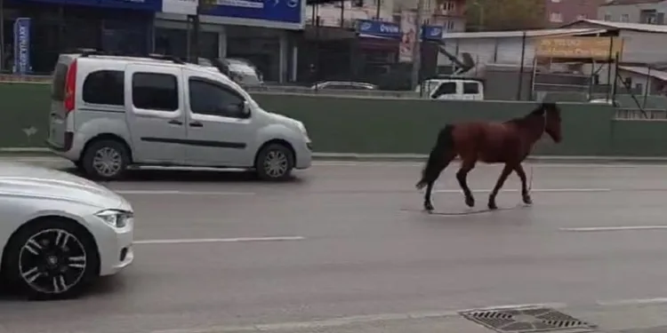 Bursa’da anayola çıkan at tehlike saçtı