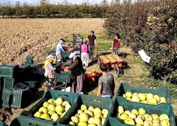 Bursa’da deveci armudu yüzleri güldürdü