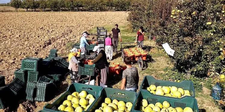 Bursa’da deveci armudu yüzleri güldürdü