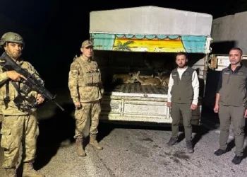 Kamyon kasasında 4 alageyik ele geçirildi