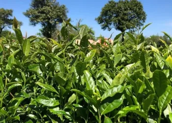 ÇAYKUR bu yıl 592 bin ton yaş çay alımı gerçekleştirdi