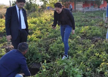 Erzurum’da mor patates ekilecek