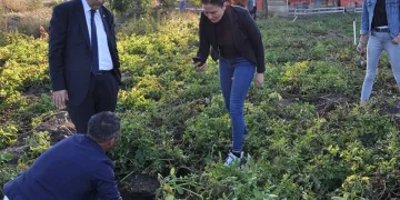 Erzurum’da mor patates ekilecek