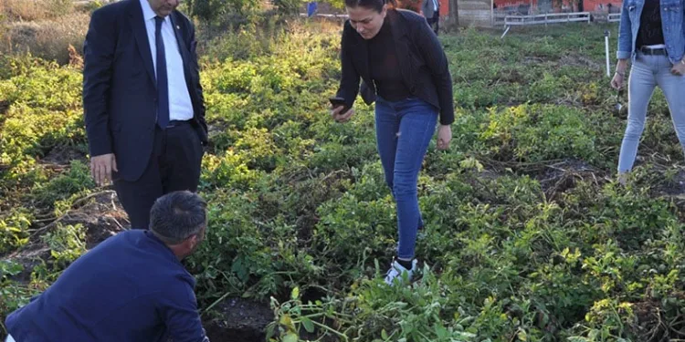 Erzurum’da mor patates ekilecek