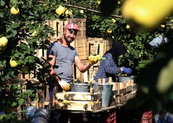 Sapından yaprağına kadar değerlendiriliyor