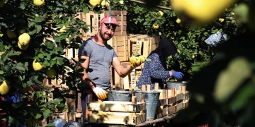 Sapından yaprağına kadar değerlendiriliyor