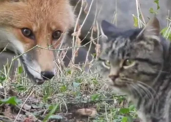 Aç kalan tilki köyün maskotu oldu
